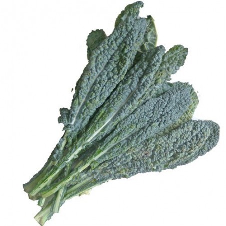 Col kale ecològica - Ecoalimentaria
