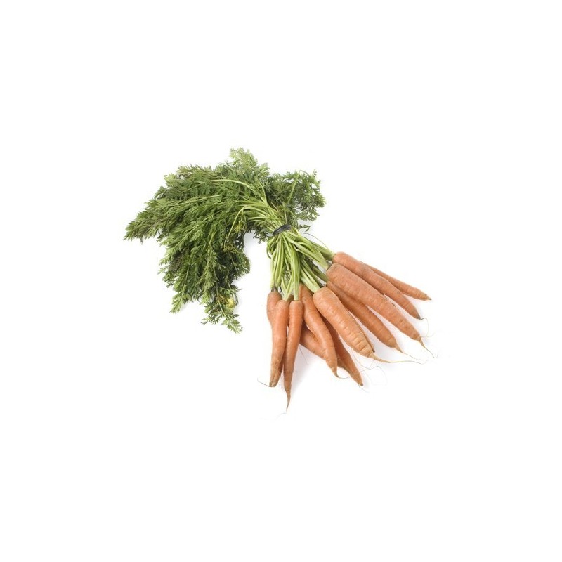 Zanahoria ecológica - Ecoalimentaria
